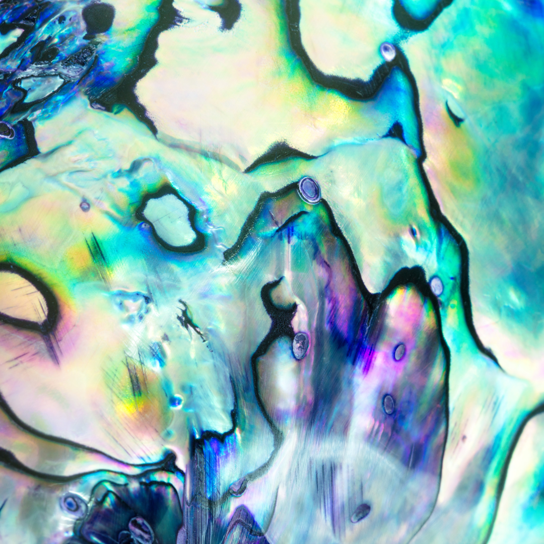 ABALONE